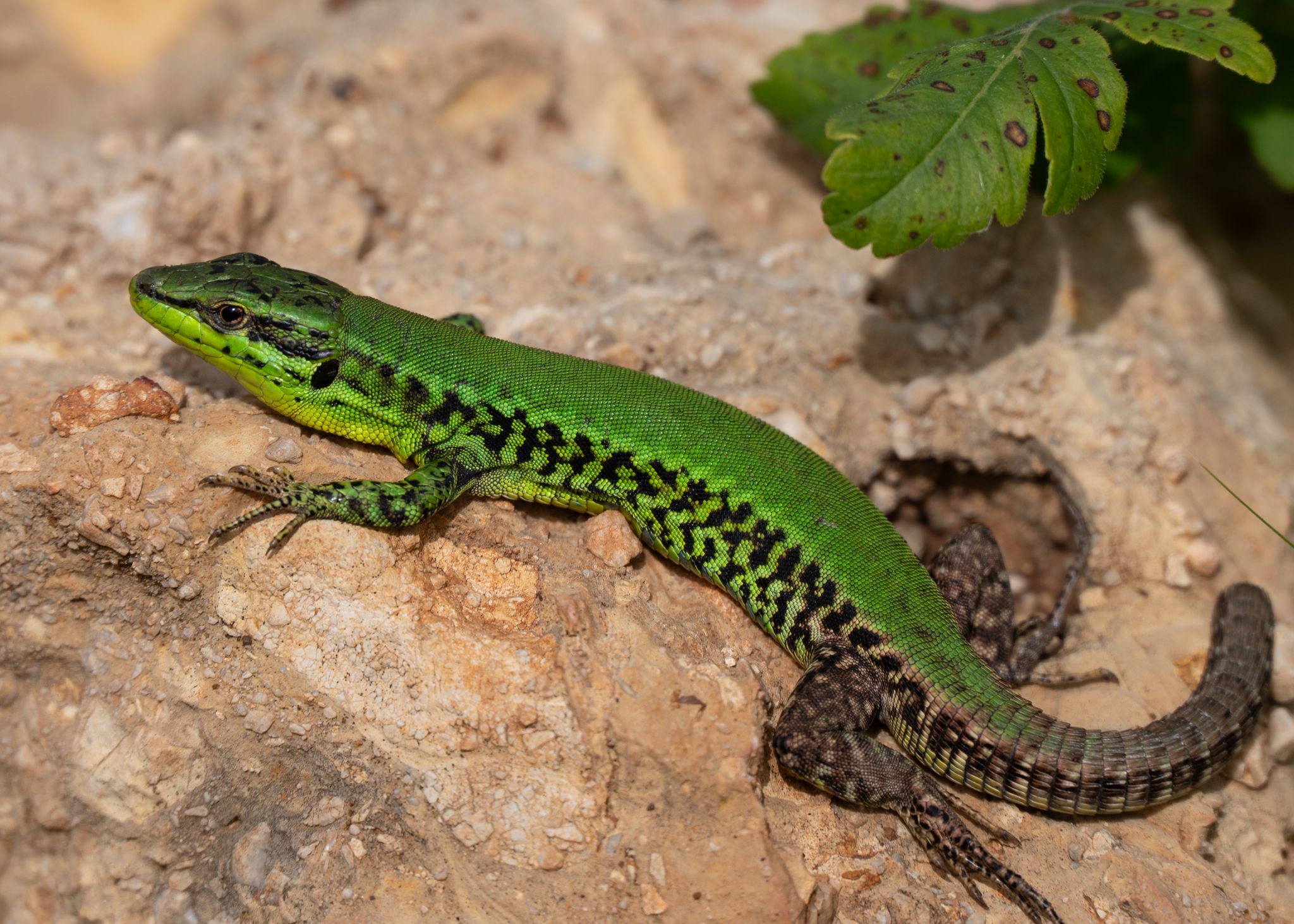 Sizilianische Mauereidechse (Podarcis waglerianus)